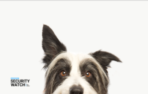 Pet Retailer Still Leaks Credit Card Data of 110K+ Customers Pet Retailer Still Leaks Credit Card Data of 110K+ Customers