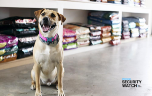 Online Pet Retailer Still Leaking 110k+ Credit Card Details Months After Being Notified by Security Researchers Online Pet Retailer Still Leaking 110k+ Credit Card Details Months After Being Notified by Security Researchers