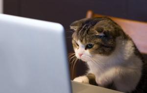 Who are cyber criminals and how to avoid the attack. Key-rules from MacKeeper specialists Who are cyber criminals and how to avoid the attack. Key-rules from MacKeeper specialists